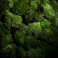 Green moss wall isolated objekcts