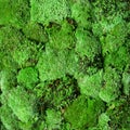 Green moss wall isolated objekcts Royalty Free Stock Photo