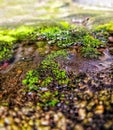 Green Moss in water love