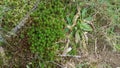 Green moss and weeds and grass on ground