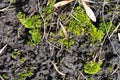 Green moss on wet ground, ash seeds, dry grass, close up detail Royalty Free Stock Photo