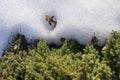 Green moss and white snow, spring and sun, natural background Royalty Free Stock Photo