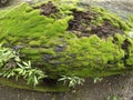 green moss on wood, moss on stone, green moss on stone, wood covered with green moss