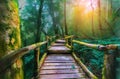 Green moss and wooden bridge at Angka nature trail in Doi Inthanon national park, Chaingmai,Thailand Royalty Free Stock Photo