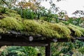 Green moss on wooden roof top Royalty Free Stock Photo