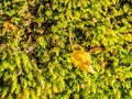 Green moss in woodland with small leaf