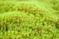 Green mosses Royalty Free Stock Photo