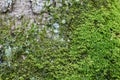 Green mosses growing on a light colored tree trunk Royalty Free Stock Photo