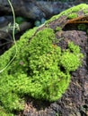 Green mosses growing on a rock. Royalty Free Stock Photo