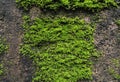 Green Mosses plants on the concrete brick wall Royalty Free Stock Photo