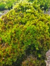 Green Mosses on a Rock Royalty Free Stock Photo