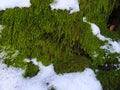 Moss on a tree with snow in winter