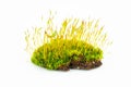 Green mosses on white Royalty Free Stock Photo