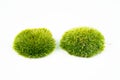 Green mosses on white Royalty Free Stock Photo