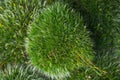Green mosses on white Royalty Free Stock Photo