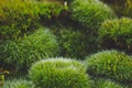 Green mosses on white Royalty Free Stock Photo