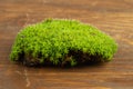 Green mosses on white Royalty Free Stock Photo