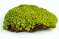 Green mosses on white Royalty Free Stock Photo