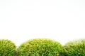 Green mosses on white Royalty Free Stock Photo