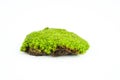 Green mosses on white Royalty Free Stock Photo