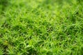 Green mossy backgrpond macro