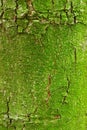 Green mossy bark of tree