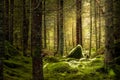 Green mossy forest with beautiful sunlight. Royalty Free Stock Photo