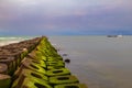 Green mossy seashore concrete blocks, green algae, mossy embankment Royalty Free Stock Photo