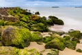 Green mossy seashore stones, green algae, mossy embankment, fully focus Royalty Free Stock Photo