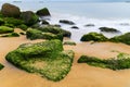 Green mossy seashore stones, green algea, yellow sand beach Royalty Free Stock Photo