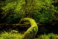 Green Mossy twisted tree