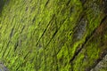 Green mossy wall with tiles Royalty Free Stock Photo