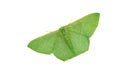 Green moth Royalty Free Stock Photo