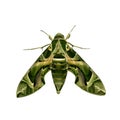 Green moth Royalty Free Stock Photo