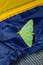 Green moth Royalty Free Stock Photo