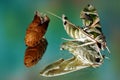 butterfly green moth cocoon Royalty Free Stock Photo
