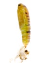 Green moth cocoon Royalty Free Stock Photo