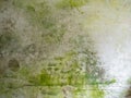 Green mould on a white wall background texture Royalty Free Stock Photo