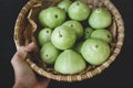 Green Mountain Apples Royalty Free Stock Photo