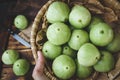 Green Mountain Apples Royalty Free Stock Photo