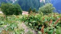 Green mountain in Dombai karachay-cherkessia Russia