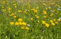 Green mountain meadow with colored mountain flowers as a background or texture. Royalty Free Stock Photo