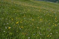 Green mountain meadow with colored mountain flowers as a background or texture. Royalty Free Stock Photo