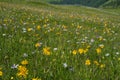 Green mountain meadow with colored mountain flowers as a background or texture. Royalty Free Stock Photo