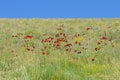 Mountain meadow field and red poppies