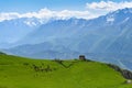 Green mountain pasture with a herd of cows near the Myat-Seli Sanctuary