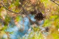 Green mountain pine Pinus mugo closeup with young cones on blurred colorful autumn forest background with beautiful bokeh. Royalty Free Stock Photo