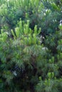 Green mountain pine Pinus mugo closeup with young cones on blurred colorful autumn forest background with beautiful bokeh. Royalty Free Stock Photo