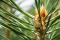 Green mountain pine Pinus mugo closeup with young cones on blurred colorful autumn forest background with beautiful bokeh