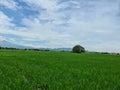 Green mountain ricefield landscape grass chill love